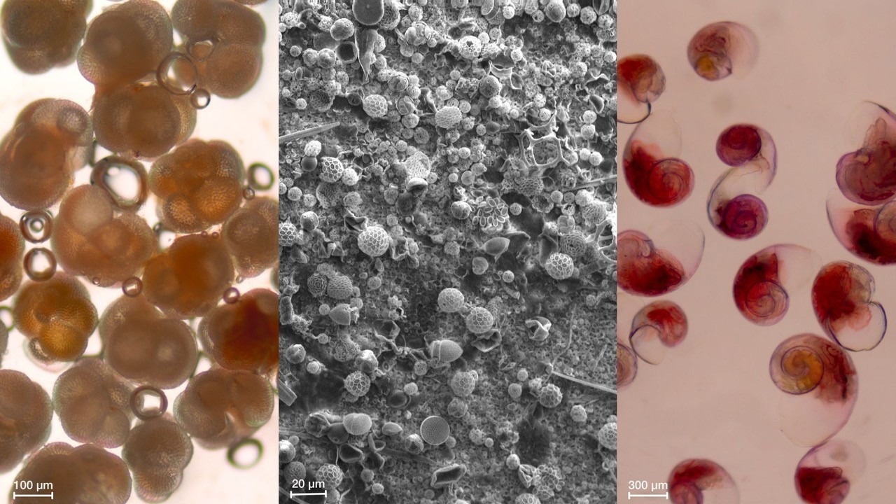 The Role of Marine Phytoplankton in Regulating Atmospheric CO2