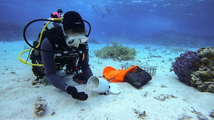Detailed Image of Coral Symbiosis After Mass Coral Bleaching