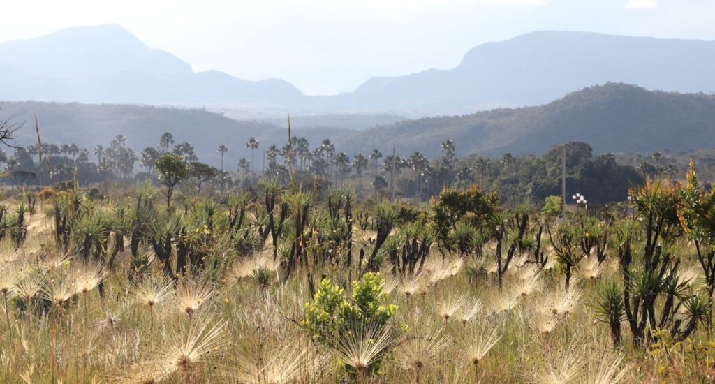 Restoring Tropical Biomes for Climate Mitigation