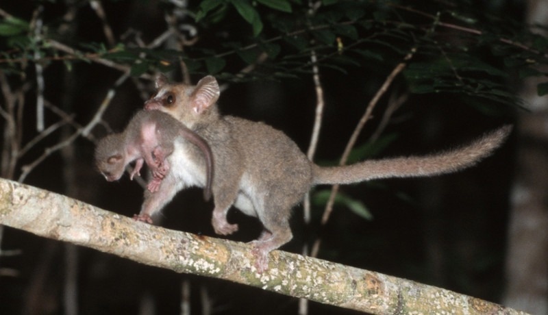 Climate Change Destabilizes Mouse Lemur Populations