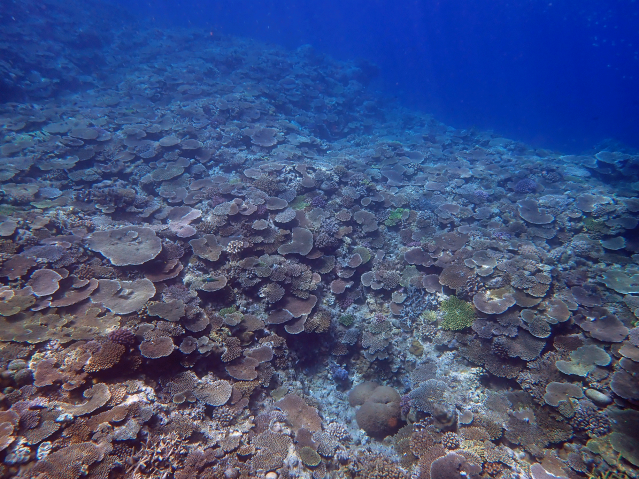 eDNA Method: A Powerful Tool to Survey Coral Reefs