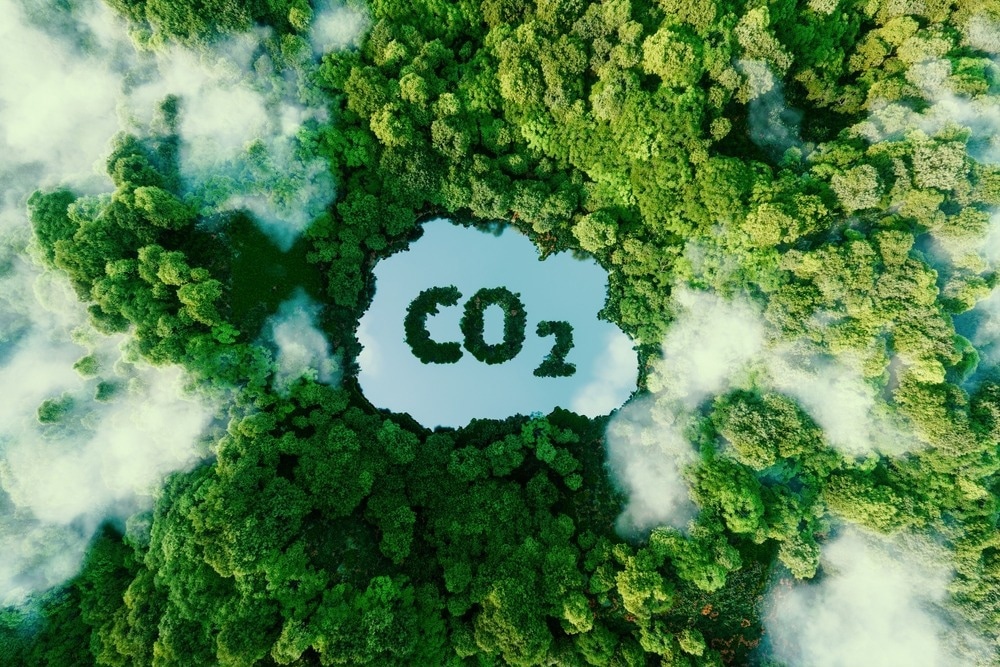 Understanding the Global Climate-Carbon Feedback