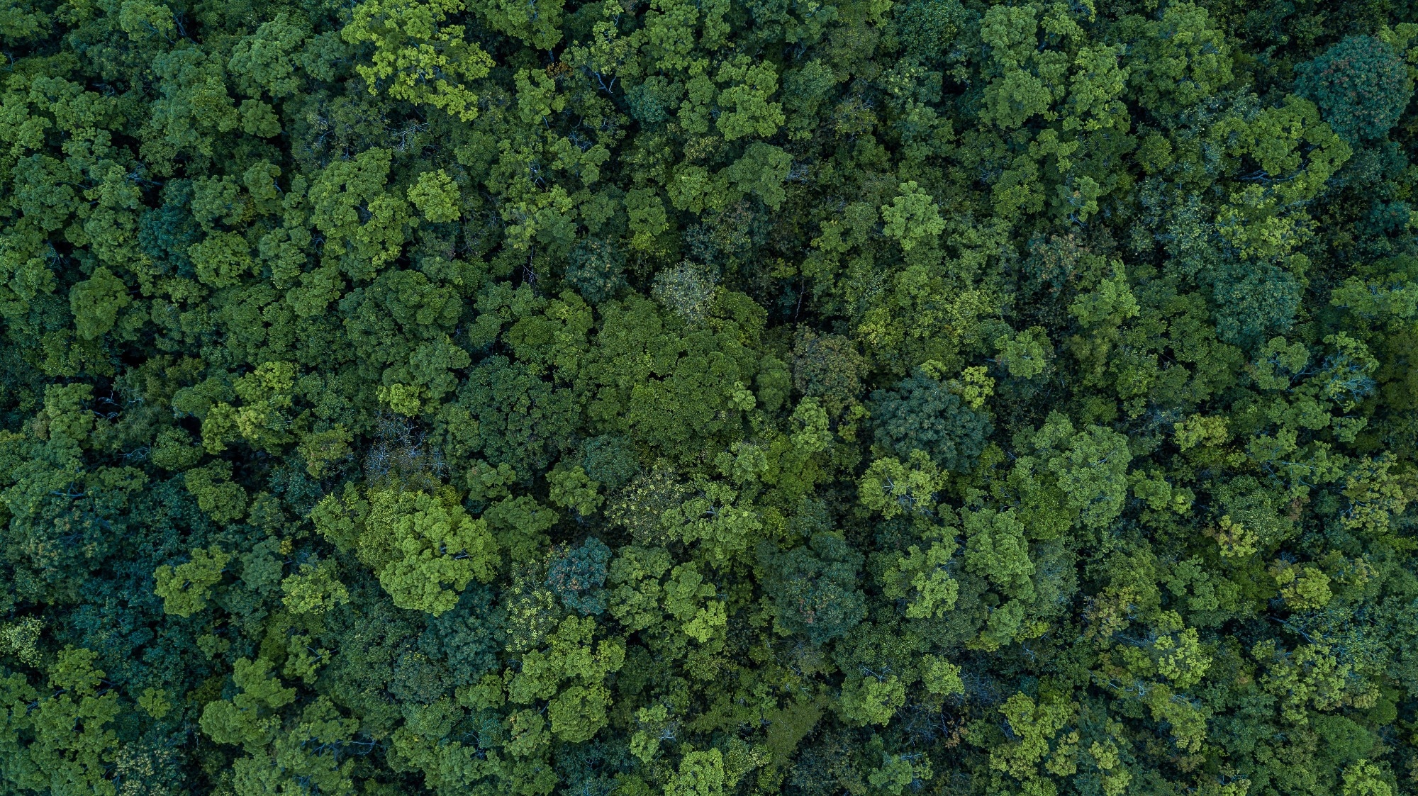 The Impact of Climate Change on Tropical Forest Ecosystems.