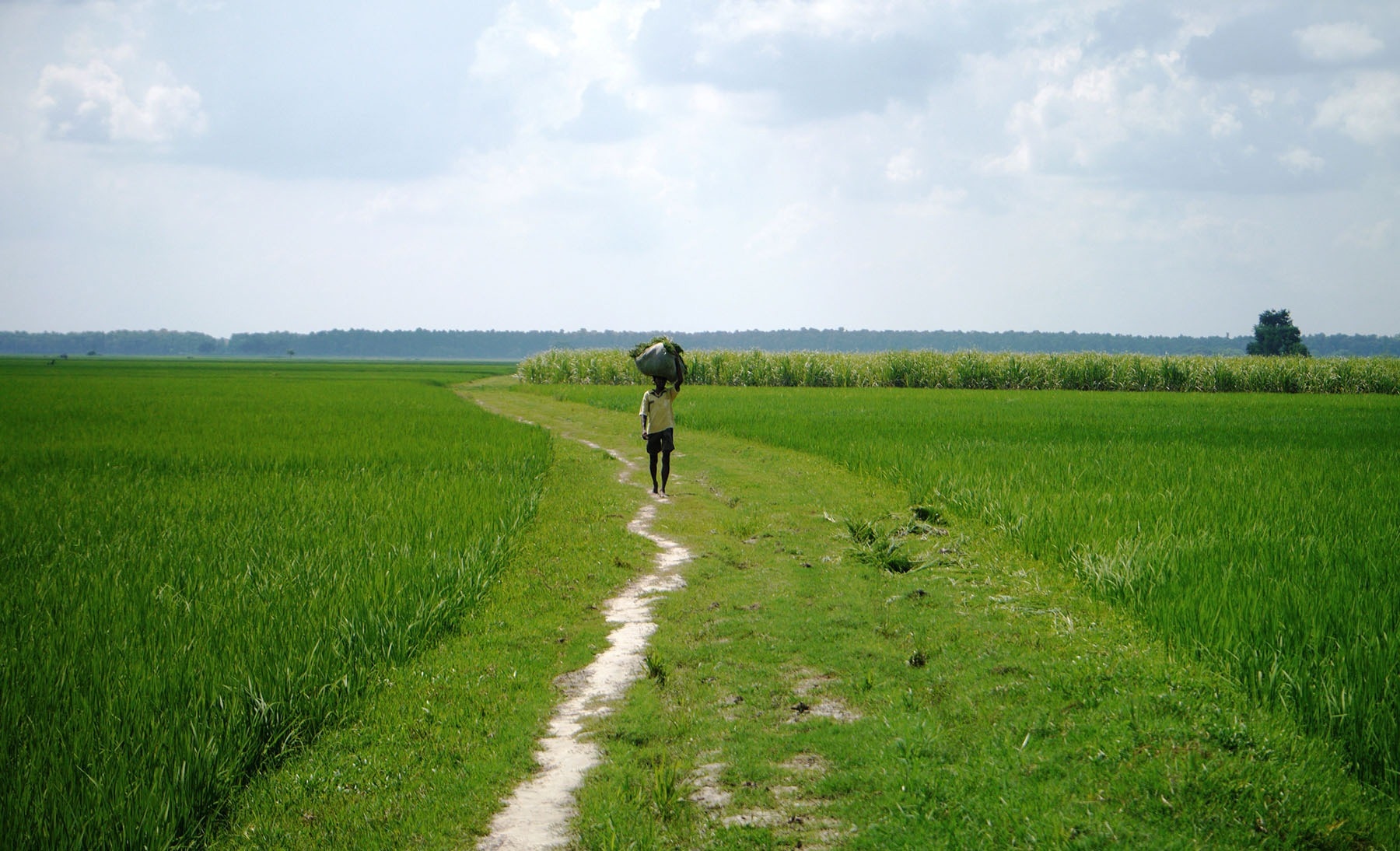 The Effects of Climate Change on Crop Yields.