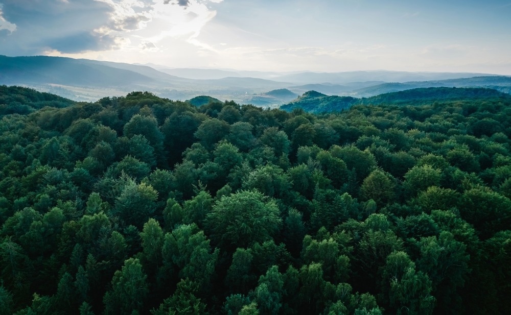 forest, canada