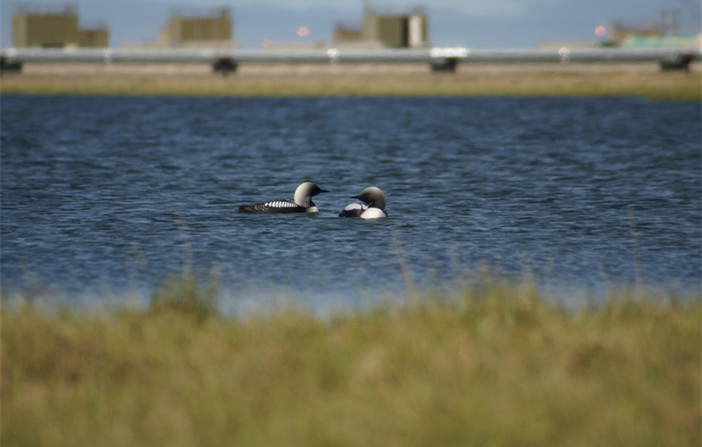 Climate Change and Anthropogenic Activity Affect Nesting Birds