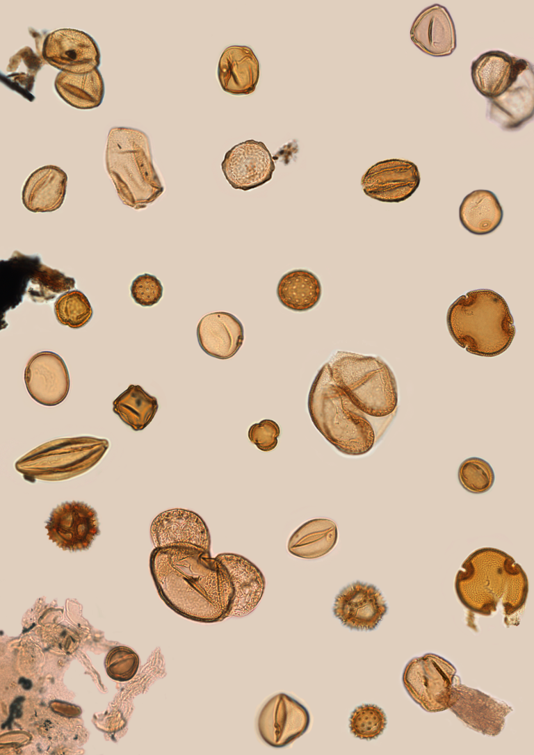 Assessing 500,000-Year-Long Variations in Climate and Vegetation