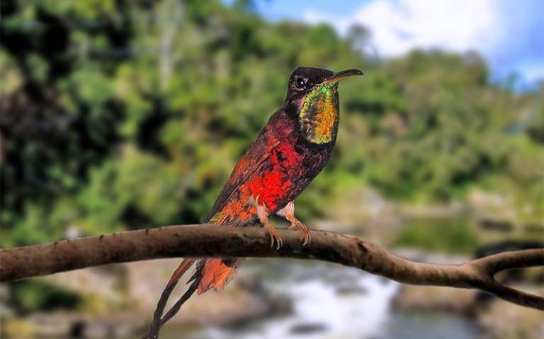 In the Future, Climate Threats to Species Might Rapidly Expand