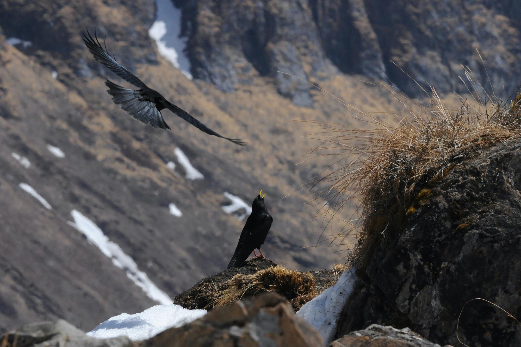 Quantifying the Influence of Ecological Barriers on Bird Community Shifts
