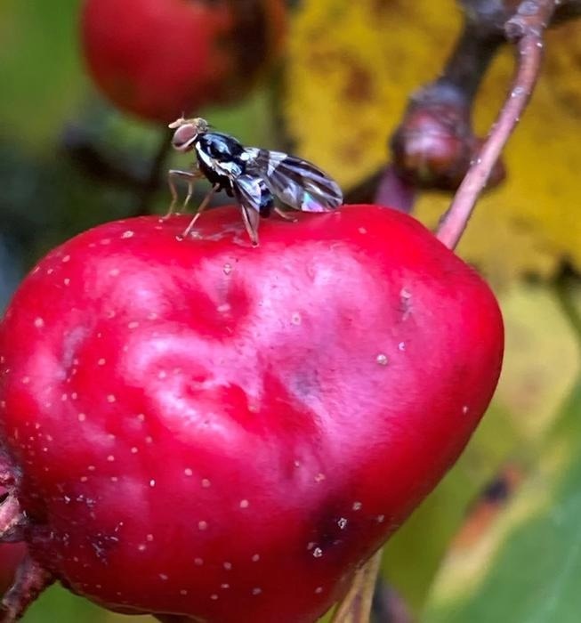 The Effect of Climate Change on Ecosystems