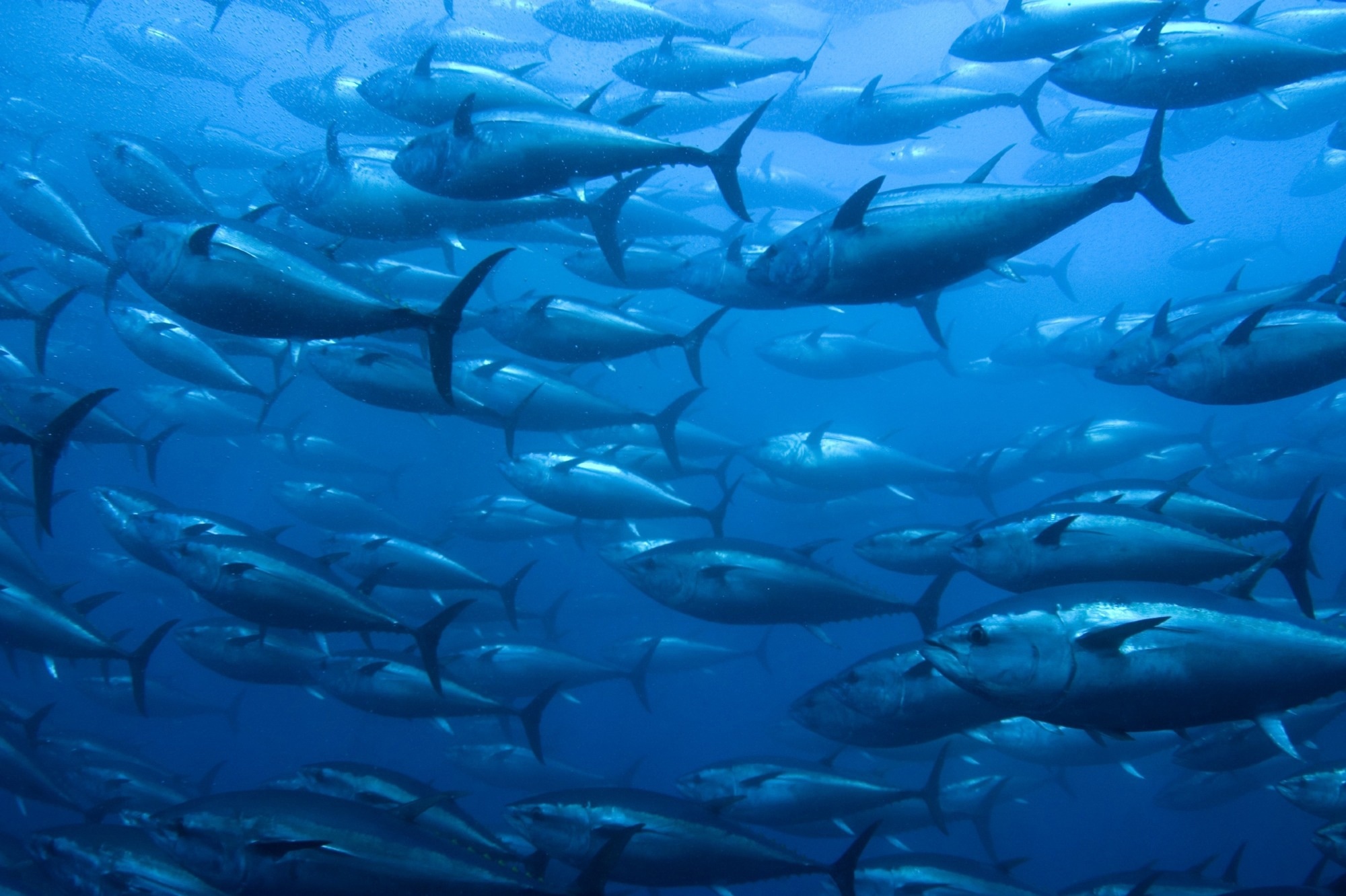 Over 90% Aquaculture at Risk to Anthropogenic Environmental Change