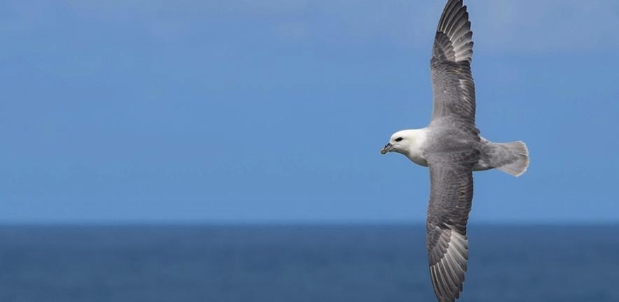 Northern Fulmar bird in flight.