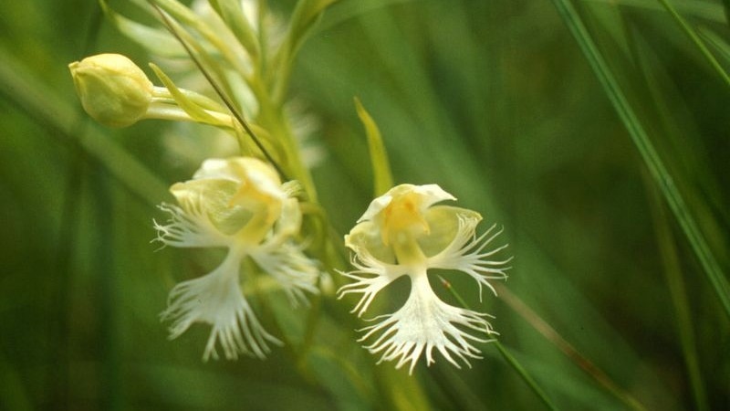 Climate Cooling Pin-Pointed As Driving Factor of Orchid Diversity