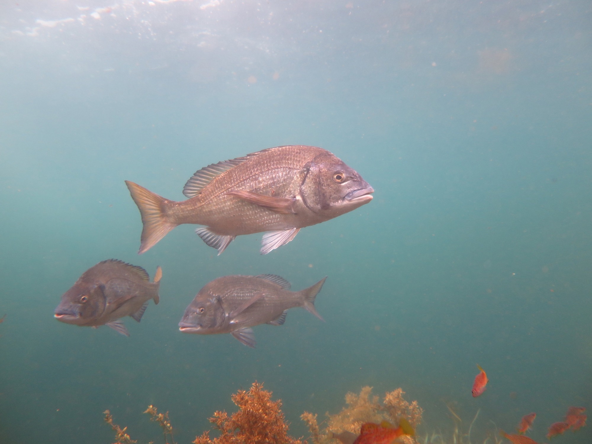 Impact of Climate Change on Marine Ecosystems