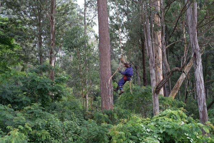 Forest Pests Pose Growing Threat to Climate-Vulnerable Ecosystems