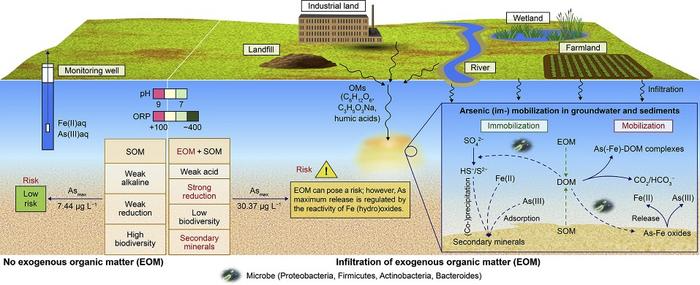 What Factors Influence Arsenic Mobilization and Release?