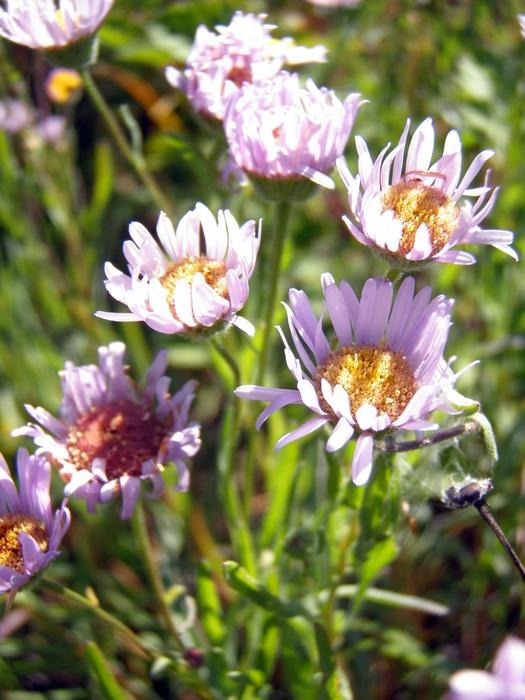 Endangered Plants and Lichens at Risk from Climate Change
