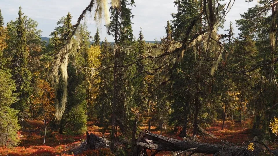 Primary Forests Offer Clues to How to Protect Forests from Drought