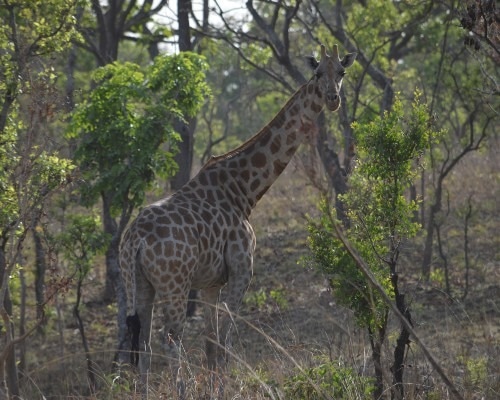 Poaching Threatens to Drive Kordofan Giraffes to Extinction