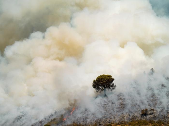 Effective Preventive Forest Management Through Controlled Burning