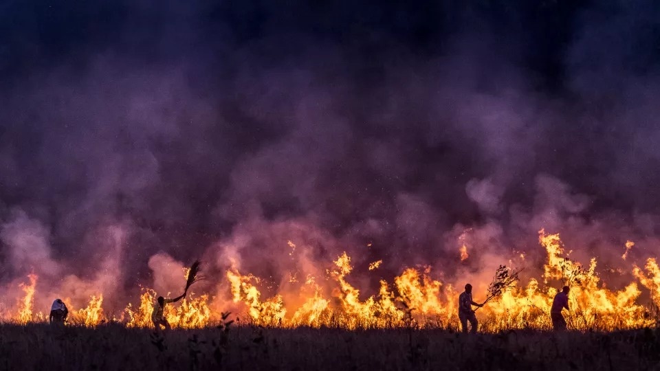 Aerosol Particles From Forest Fires Can Damage the Ozone Layer