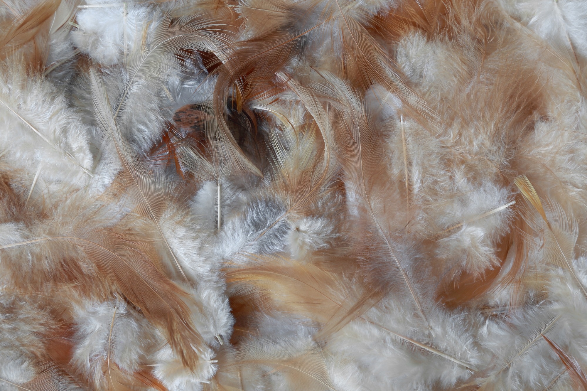 Chicken Feathers: A New Source of Clean Energy