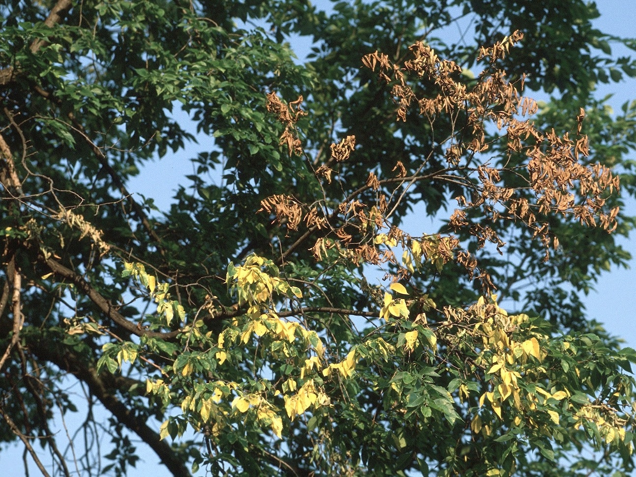 Developing New Method to Detect Tree Pathogens