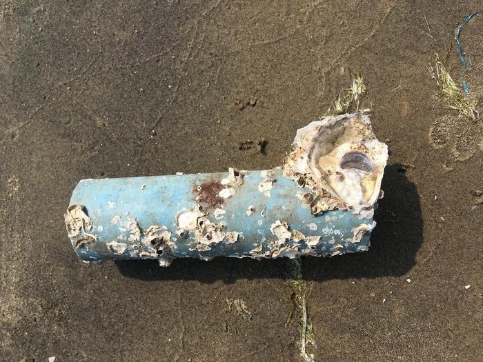 The Potential Hazard of Invasive Species Colonization on Marine Debris