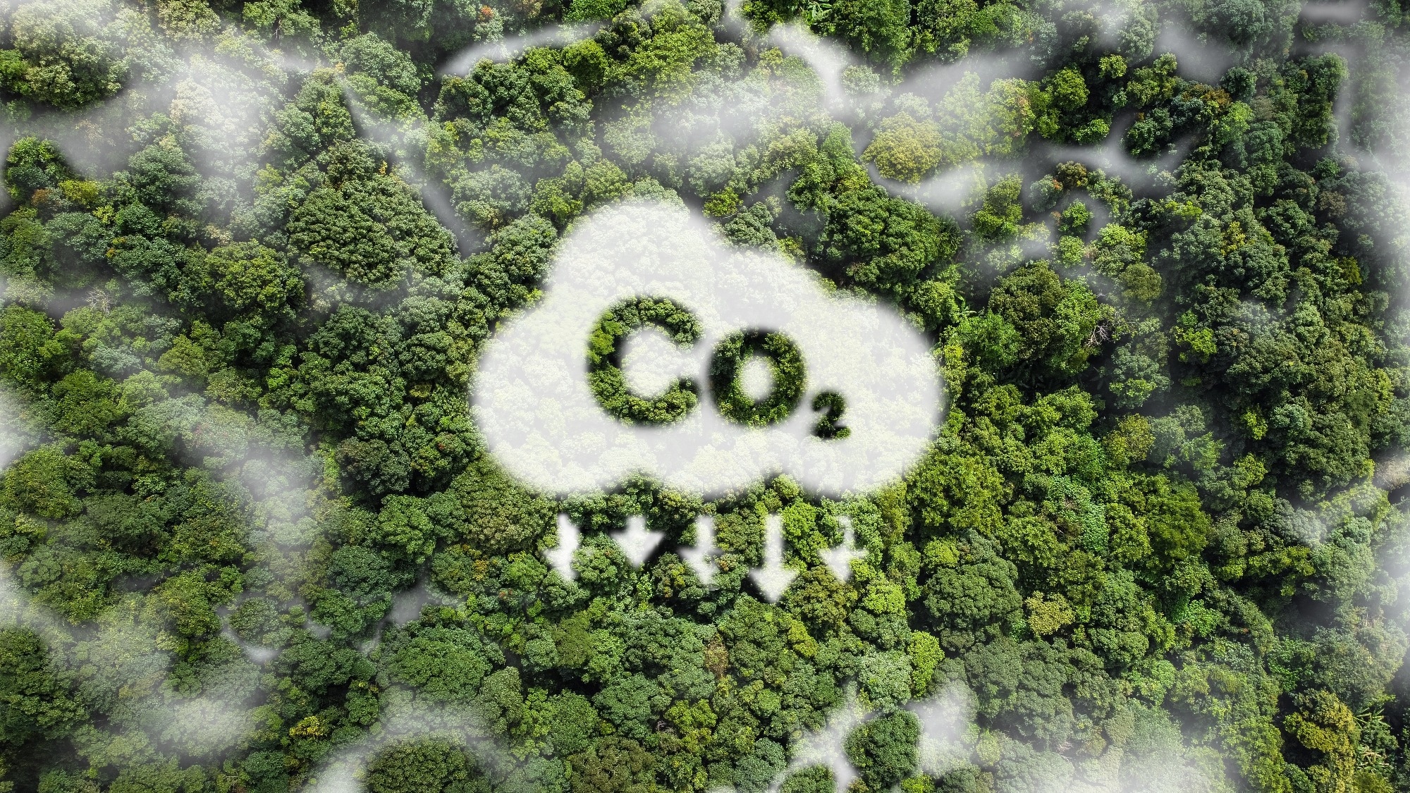 OU Professor Receives Grant to Study Carbon Dioxide Fixation
