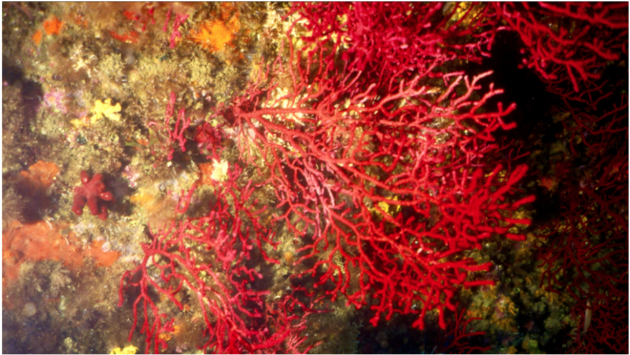 New Study Reveals the Surprising Role of Microbes in Coral Survivability