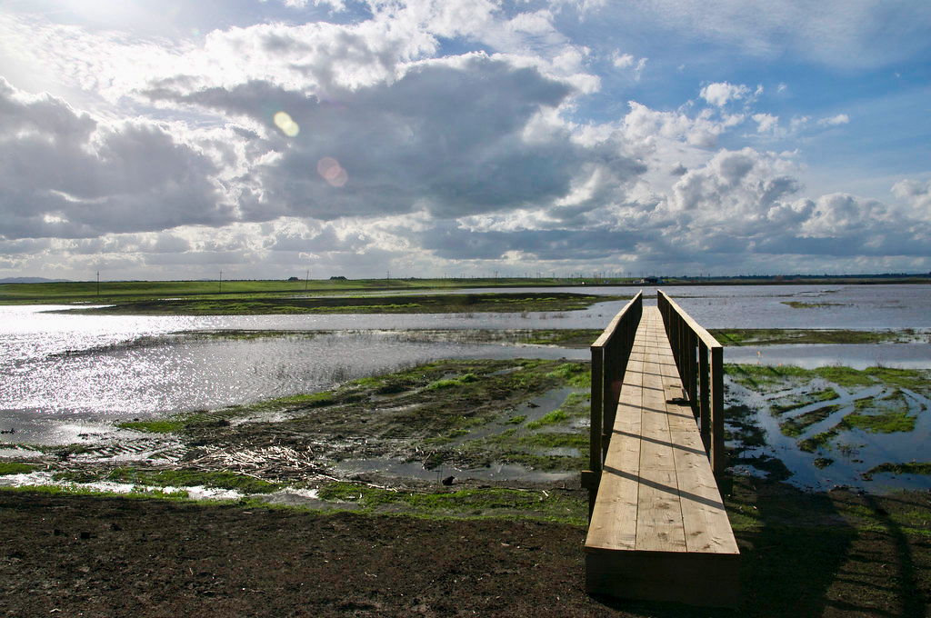 Restored Wetland Emits Unexpected Levels of Greenhouse Gas