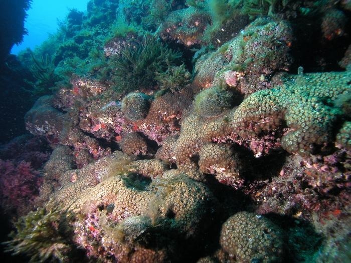 Corals Unveil Hidden Record of Industrial Pollution