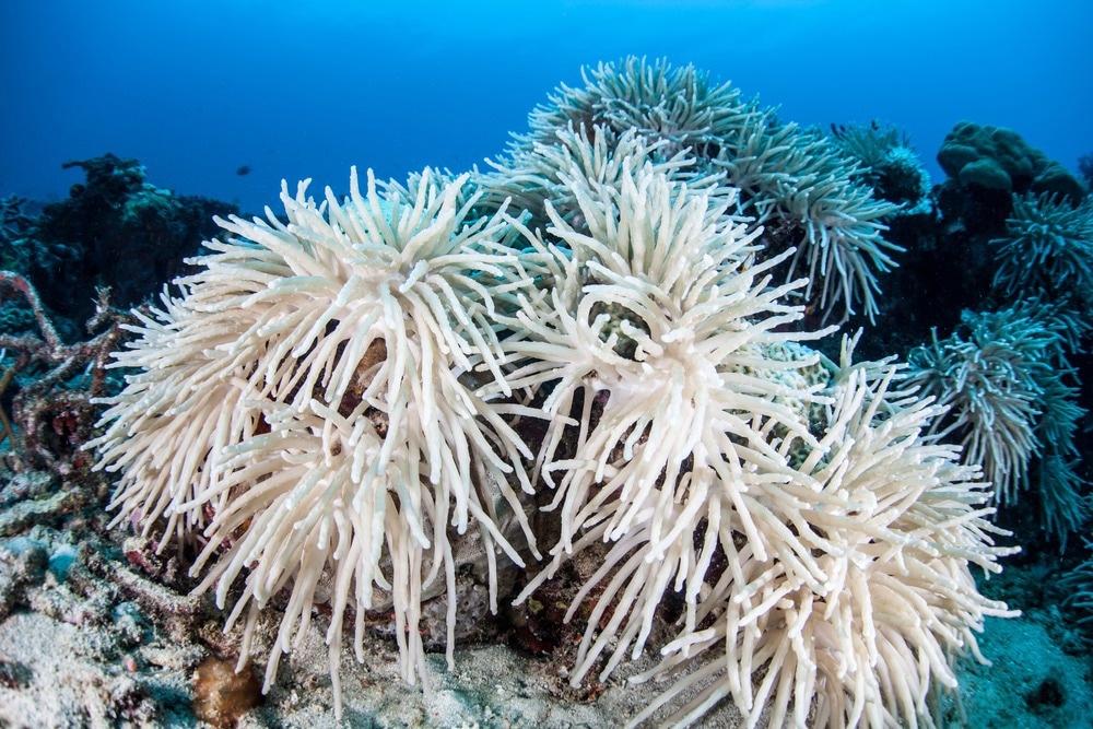 bleached coral