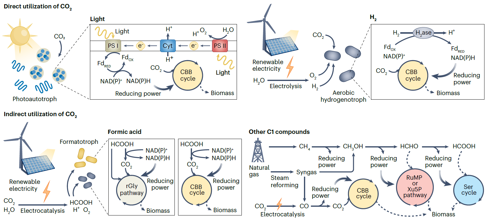 Building a Sustainable Future with Diverse Microbial Foods
