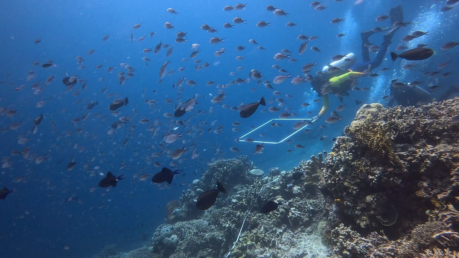 Global Coral Reefs is Undergoing Fourth Massive Bleaching Event