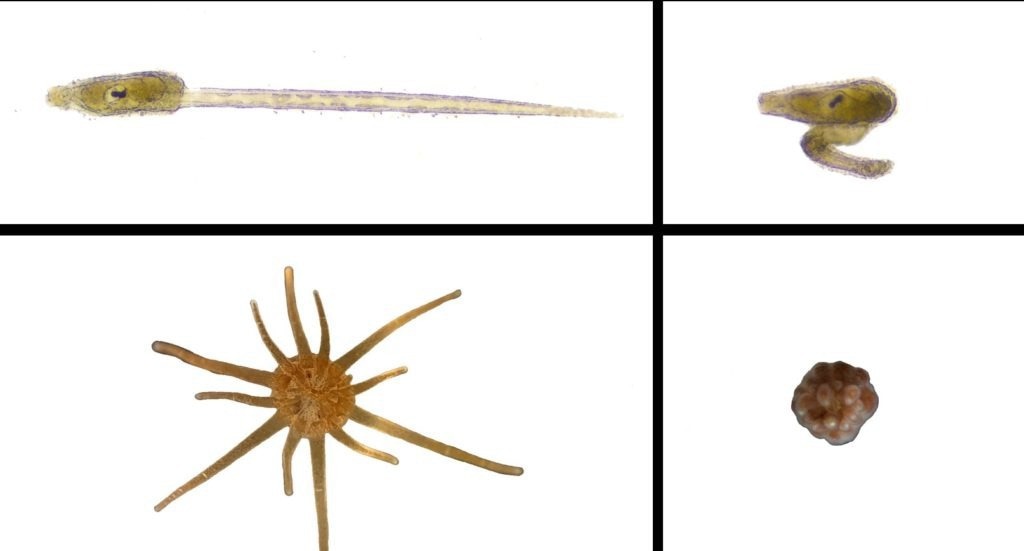 Plastic Pellets Cause Deformities in Ocean Animal Embryos