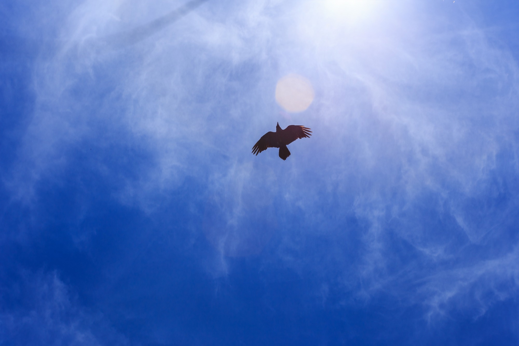Land Use Change Blamed for Up to 11% Global Biodiversity Decline