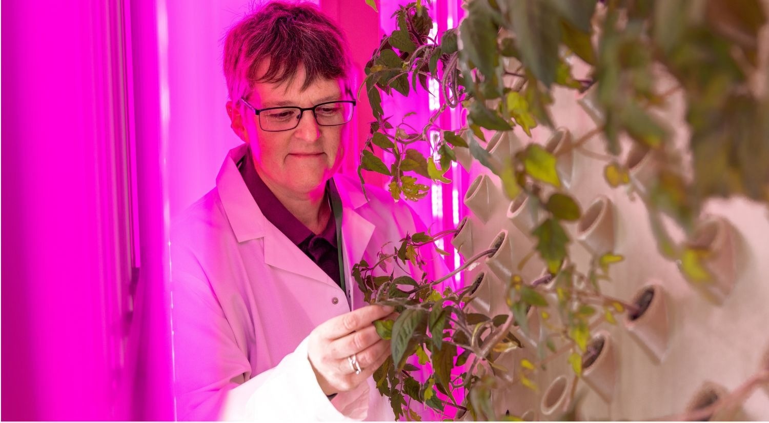 New Lab Simulates Future Conditions to Breed Heat-Resistant Crops