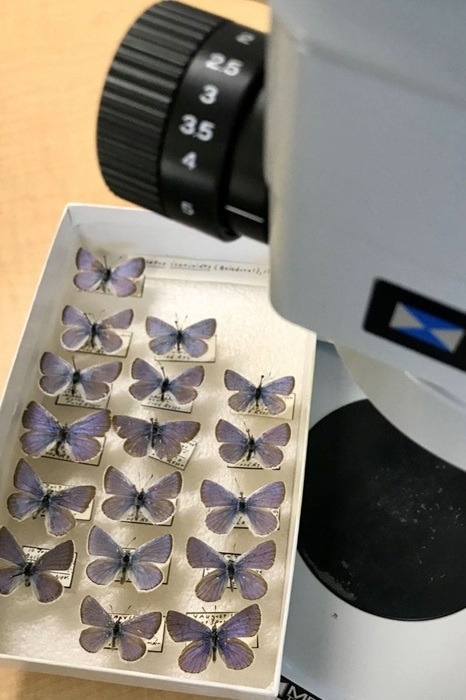 The Impact of Climate Change on Pollination
