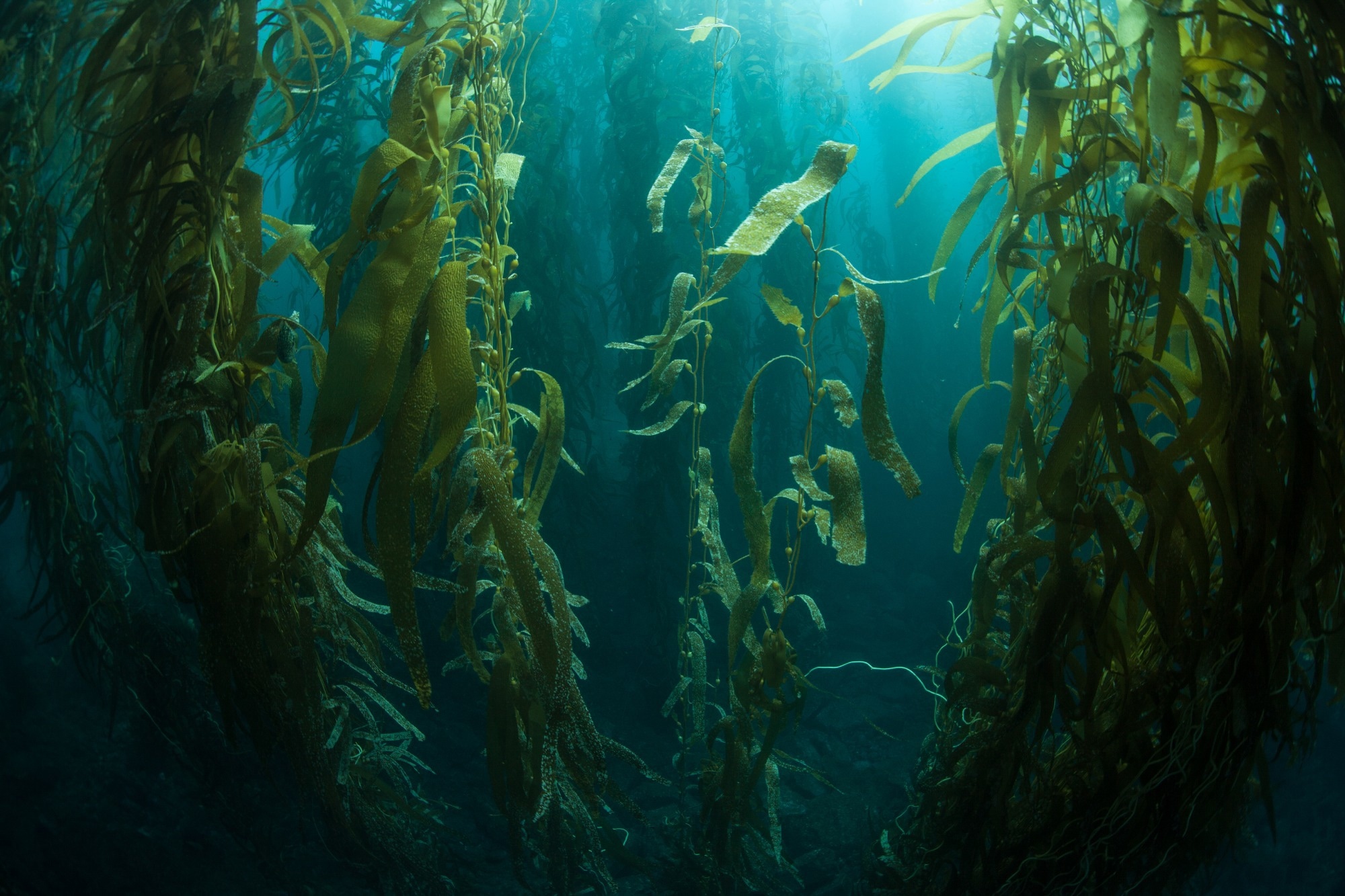 The Role of Seaweed in Oceanic Carbon Sequestration
