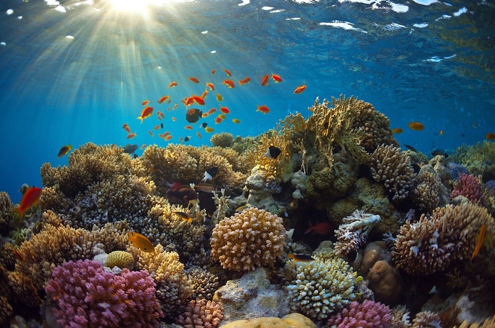 intertidal reef