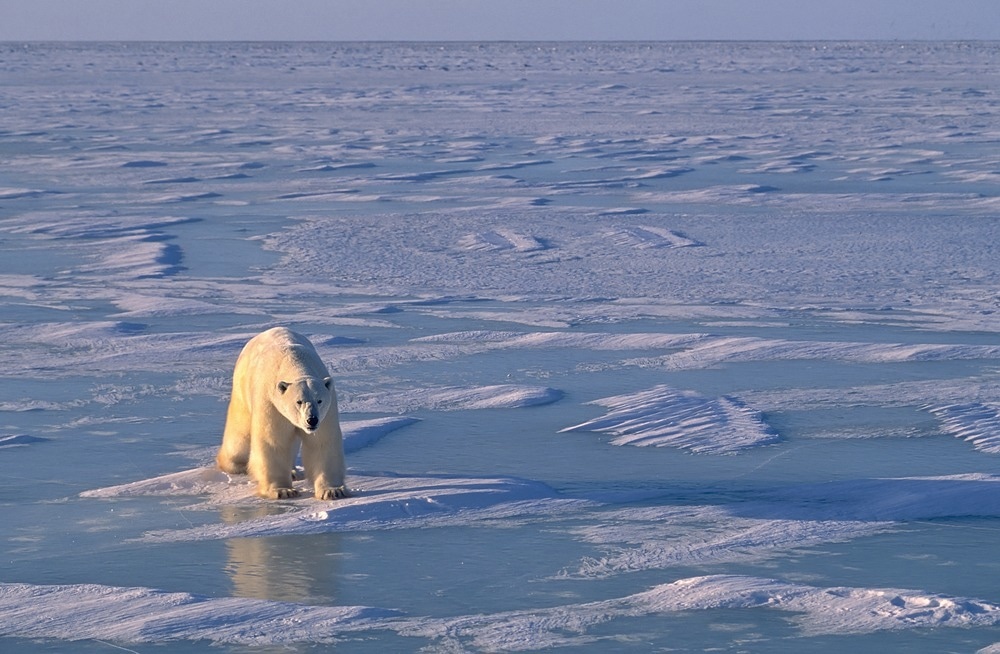 polar bear on hudsons bay
