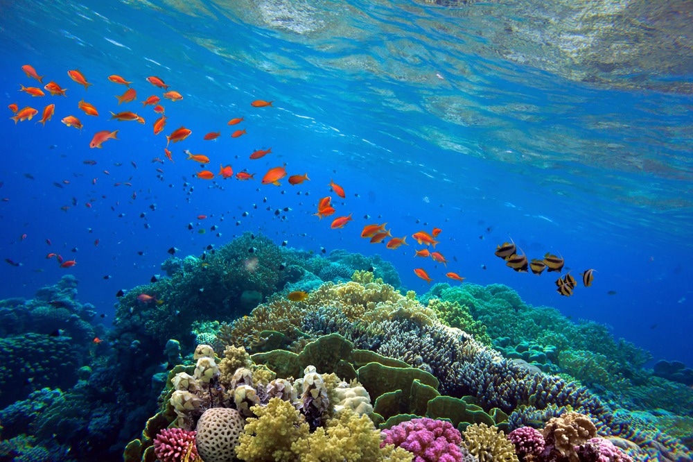 coral reef, fish