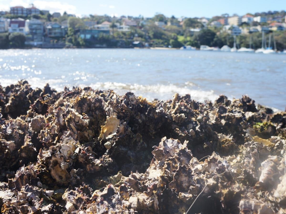 A native oyster bed on an urbanised coast