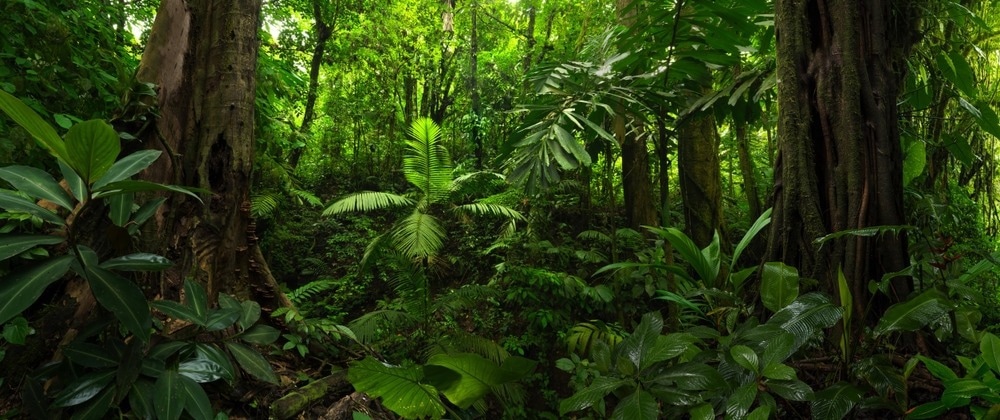 tropical forests