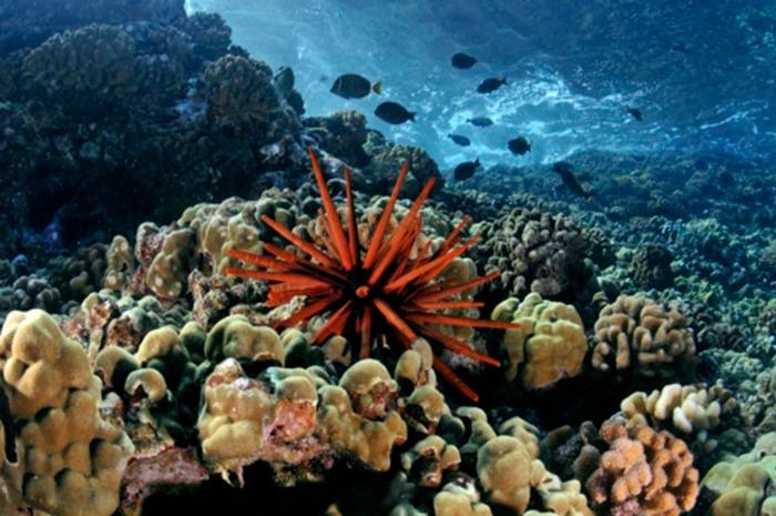 Coral Species Show Resilience to Ocean Warming and Acidification