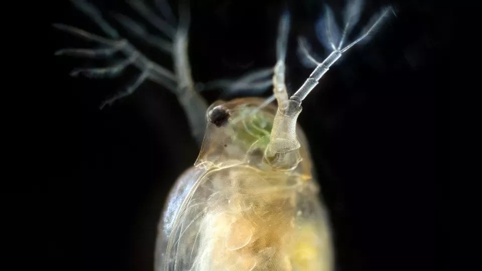 Nanoplastics Cause Species Extinction in Aquatic Ecosystems