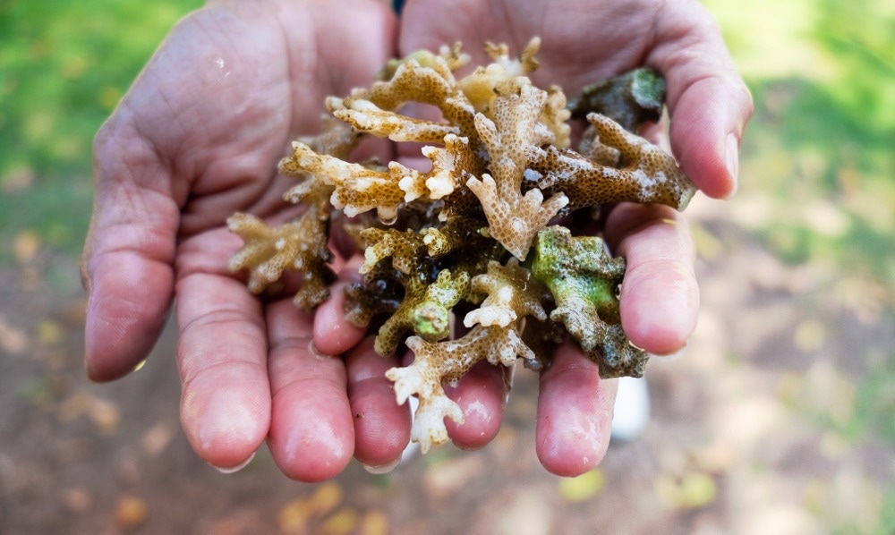 Coral Resilience: How Ocean Acidification Affects Recovery