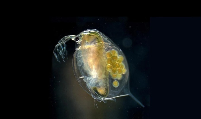 Microplastics and PFAS Harm Aquatic Life