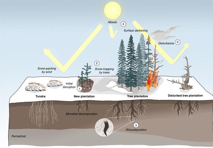 The direct and indirect effects of afforestation on climate